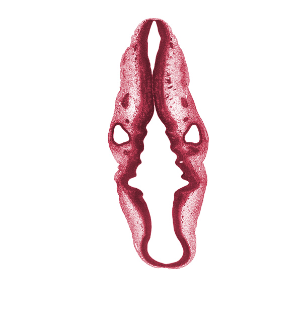 anterior dural venous plexus, geniculate and vestibulocochlear ganglia (CN VII and CN VIII), isthmus of rhombencephalon, mesencephalon (M2), middle dural venous plexus, myelencephalon (caudal part of rhombencephalon), posterior dural venous plexus, rhombomere 1, rhombomere 2, rhombomere 4, rhombomere 6, root of hypoglossal nerve (CN XII), spinal accessory nerve (CN XI), sulcus limitans, superior ganglion of glossopharyngeal nerve (CN IX), superior ganglion of vagus nerve (CN X), surface ectoderm