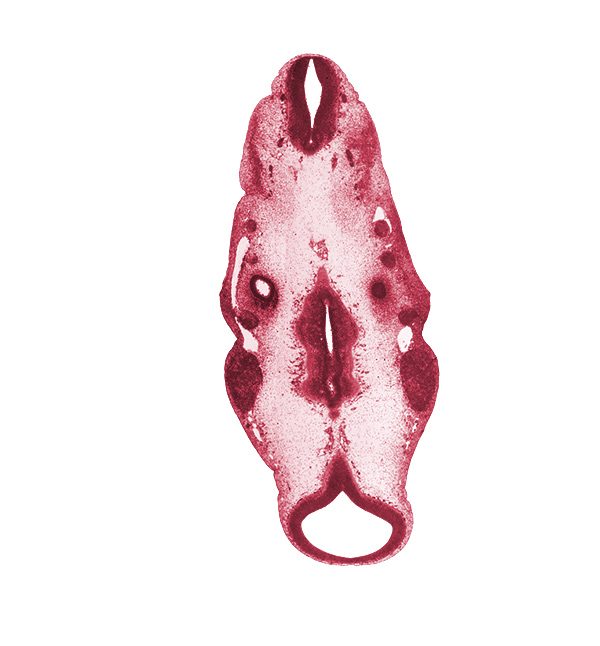 caudal edge of cochlear duct primordium, geniculate ganglion (CN VII), intermediate zone, junction of basilar artery and vertebral arteries, marginal zone, metencephalon, metencephalon (presumptive pons region), otic capsule, posterior cerebral artery, precardinal vein, primary head vein, root of hypoglossal nerve (CN XII), spinal accessory nerve (CN XI), sulcus limitans, superior ganglion of glossopharyngeal nerve (CN IX), superior ganglion of vagus nerve (CN X), trigeminal ganglion (CN V), ventral edge of rhombencoel (fourth ventricle), ventricular zone, vertebral artery