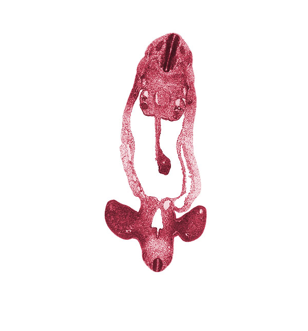 S-1 / S-2 interganglion region, abdominal wall, allantois, aorta, caudal part of T-3 spinal ganglion, cloaca, dorsal mesentery, gonadal ridge, hindgut, involuting right umbilical vein, junction of allantois and cloaca, junction of cloaca and hindgut, junction of cloaca and mesonephric duct, junction of lower limb and pelvic region, left umbilical artery, left umbilical vein, lower limb, marginal vein, mesonephric duct, midgut loop, neural canal, neural tube, notochord, peritoneal cavity, sclerotome