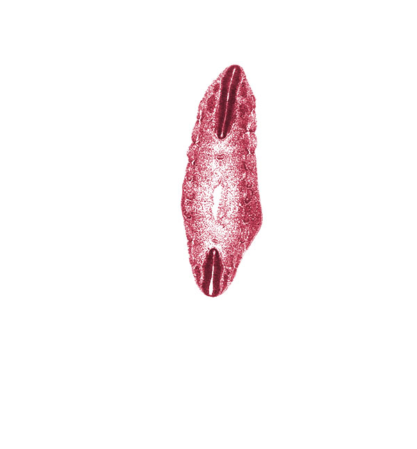 L-2 spinal ganglion, L-3 spinal ganglion, T-6 spinal ganglion, T-7 body segment, T-7 spinal ganglion, T-8 body segment, dermatome, edge of aorta, hip region, intersegmental groove, myotome, notochord, sclerotome, somite remnant