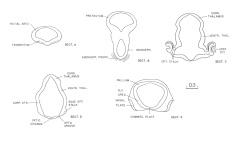 Drawings of the sections through the brain of 6502