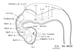 Drawing made from a reconstruction of the brain of embryo 6502