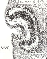 Section through the lens - Drawing