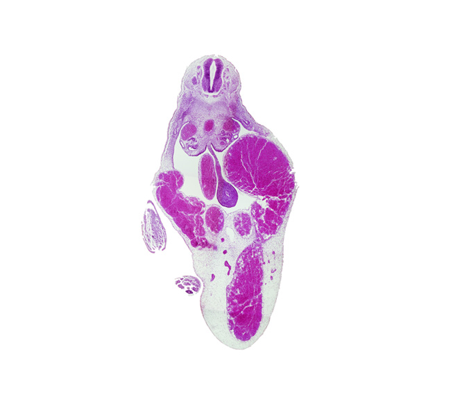 T-8 / T-9 interganglion region, amnion, aorta, caecal swelling, caudal eminence, dorsal mesentery, left umbilical vein, lower limb (distal part), mesonephric duct, postcardinal vein, superior mesenteric artery, surface ectoderm, umbilical cord, umbilical vein