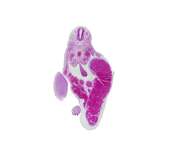 allantois, aorta, caudal edge of T-9 spinal ganglion, caudal eminence, central canal, dorsal mesentery, left umbilical vein, lower limb (proximal part), mesonephric duct, midgut endoderm, peritoneal cavity, spinal cord, umbilical cord, umbilical vein