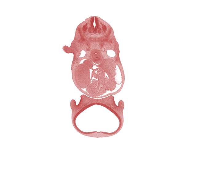 C-5 spinal ganglion, aortic vestibule of left ventricle, blood cells, cerebral vesicle (telencephalon), cornu Ammonis, dorsal aorta, gyrus dentatus, infundibulum of right ventricle, left atrium, naris, notochord, olfactory sac, precardinal vein, right atrium, sinus venosus, transverse sinus, tuberculum olfactorium