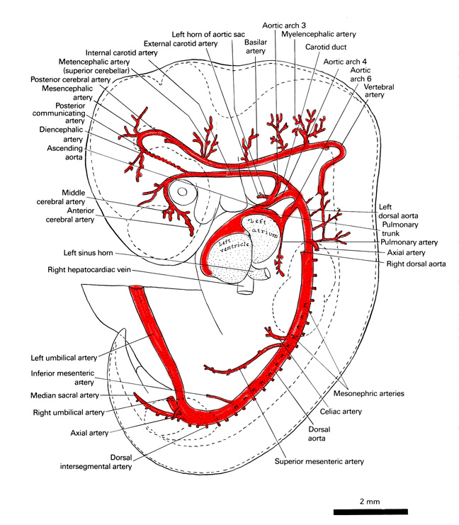 Arteries