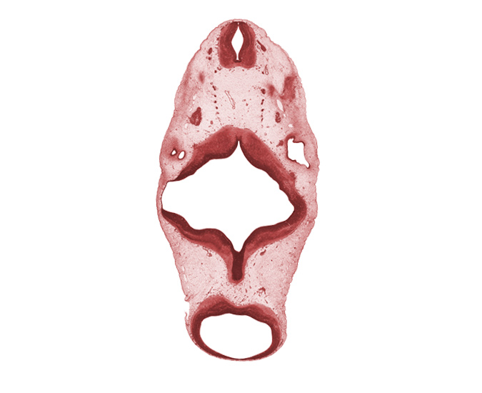 C-1 spinal ganglion, anterior semicircular duct, central canal, oculomotor nerve (CN III), region of mesencephalic (cephalic) flexure, rhombomere 2, rhombomere 4, spinal accessory nerve (CN XI), vagus nerve (CN X), vertebral artery