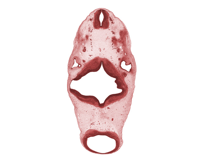 C-1 spinal ganglion, cephalic edge of C-2 spinal ganglion, glossopharyngeal nerve (CN IX), mesencephalon, oculomotor nerve (CN III), otic capsule condensation, rhombomere 1, rhombomere 2, spinal accessory nerve (CN XI), sulcus limitans, tectum, tegmentum, vagus nerve (CN X), vestibulocochlear nerve (CN VIII)