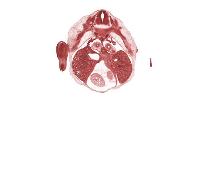 T-5 spinal ganglion, caudal end of upper limb, cephalic edge of mesonephros, edge of left ventricle, epimere, left lobe of liver, mammary gland, neural arch of T-6 vertebra, paramesonephric groove, pericardial cavity, pleuroperitoneal opening, rib 6, right lobe of liver, right ventricle, trabecular part of right ventricle, upper limb