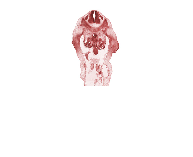 L-1 spinal ganglion, cephalic edge of metanephrogenic blastema, cephalic edge of umbilical arteries, dorsal mesentery, edge of herniated midgut, gonadal ridge, hindgut endoderm, peritoneal cavity, sympathetic trunk, umbilical coelom, umbilical vein