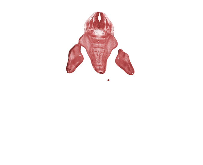 L-5 spinal ganglion, edge of caudal eminence, filum terminale, foot ray(s), median sacral artery, notochord