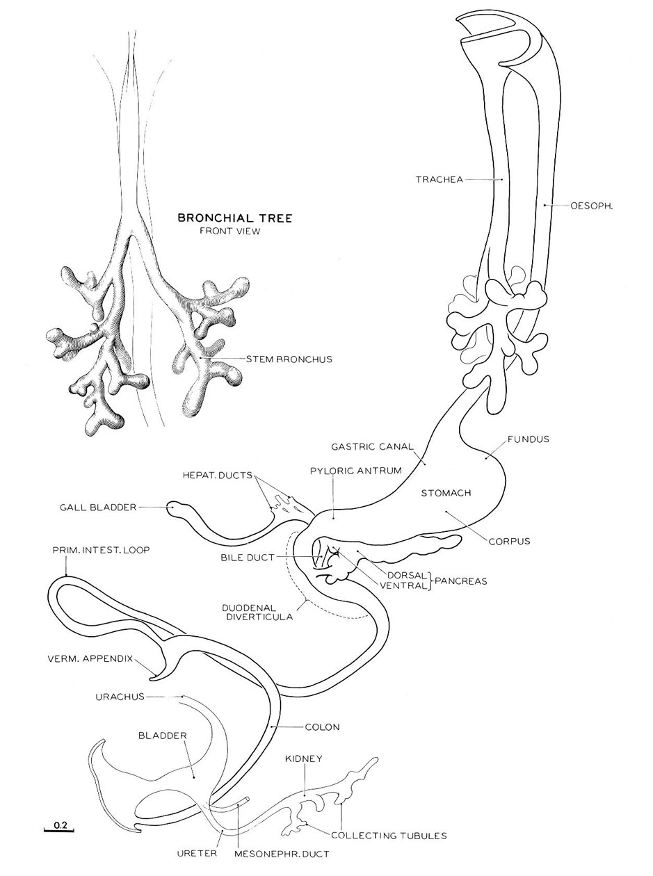 Reconstruction of the epithelial core of the alimentary canal of embryo No. 6520