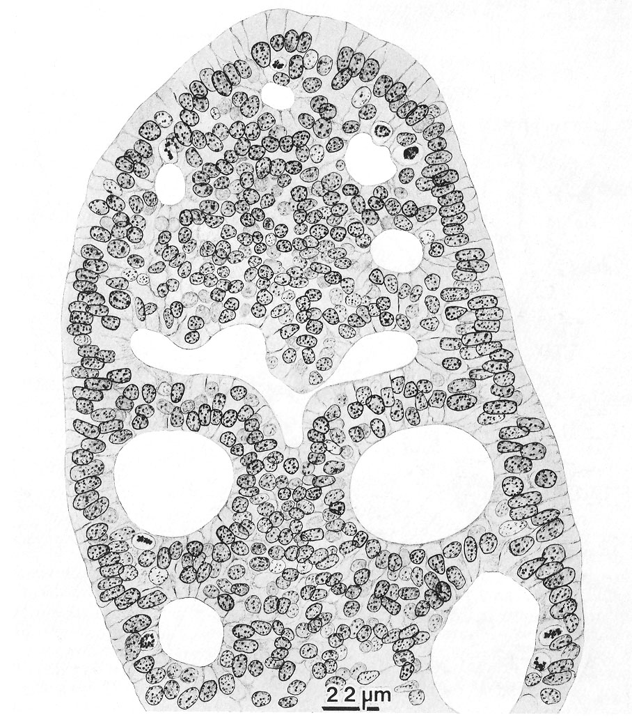 Cross section of the duodenal epithelium