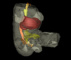 Urogenital and Digestive Systems