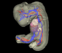 Circulatory System