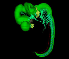 CNS and Peripheral Nerves