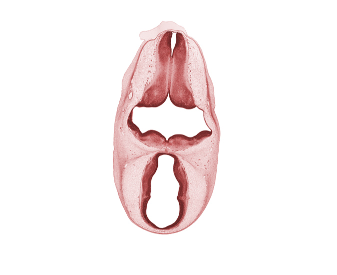 alar plate(s), basal plate, edge of roof plate, endolymphatic duct, head mesenchyme, osteogenic layer, rhombencoel (fourth ventricle), roof plate, subarachnoid space, sulcus limitans, third ventricle