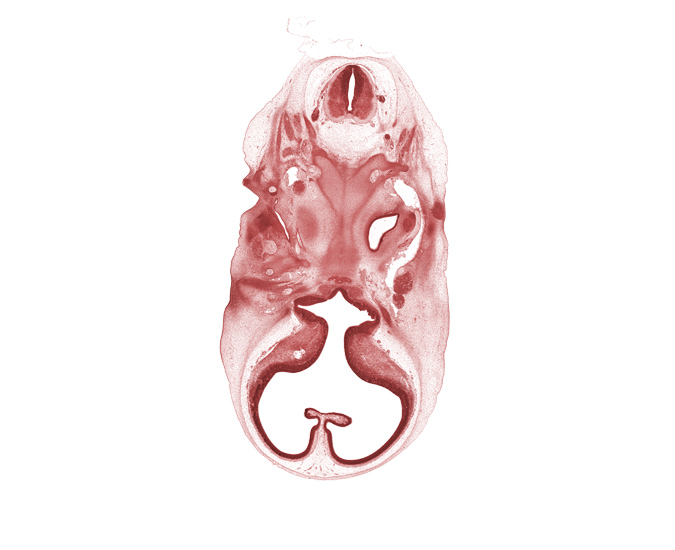 C-1 spinal ganglion, C-1 ventral root, adenohypophysis, basi-occipital (basal plate), cerebral vesicle (telencephalon), cochlear duct, corpus striatum, edge of pharyngotympanic tube, glossopharyngeal nerve (CN IX), horizontal part of facial nerve (CN VII), hypoglossal nerve (CN XII), internal carotid artery, neural arch of C-1 vertebra (atlas), orbitosphenoid, semispinalis capitis muscle, spinal accessory nerve (CN XI), splenius muscle, suboccipital muscle, third ventricle, trapezius muscle, vertebral artery