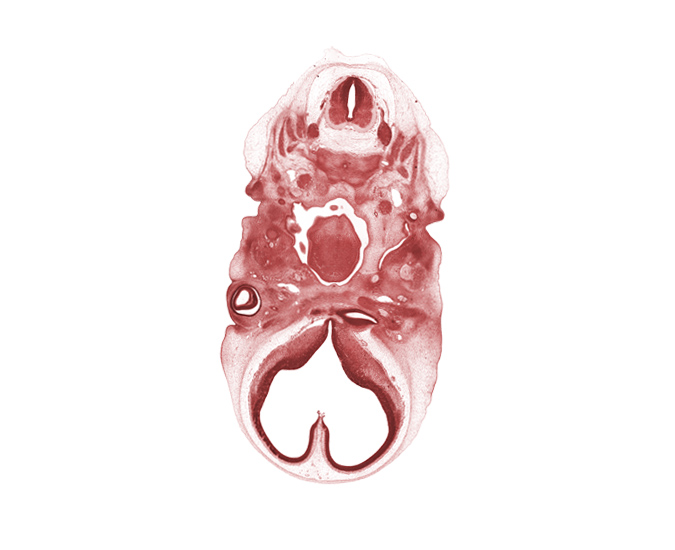 C-2 dorsal root, C-2 spinal ganglion, accessory nerve (CN XI), atlanto-occipital joint, basisphenoid condensation, blastemata of tongue muscles, dens of C-2 vertebra (axis) region, edge of epiglottis, inferior ganglion of glossopharyngeal nerve (CN IX), internal carotid artery, lamina terminalis, lower eyelid, mandibular nerve (CN V₃), maxillary nerve (CN V₂), maxillary vein, notochord, ophthalmic nerve (CN V₁), optic ventricle, pre-optic area, precardinal vein, root of tongue, stem of adenohypophysis, telencephalon, upper eyelid, vagus nerve (CN X)