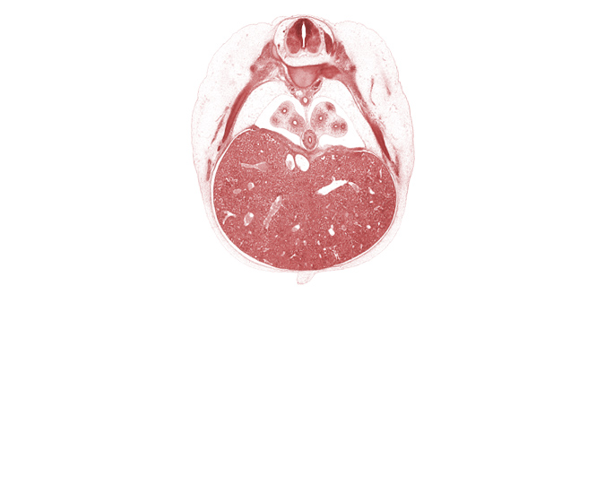 T-7 intercostal nerve, T-7 spinal ganglion, aorta, ductus venosus, esophagus endoderm, head of rib 8, hepatic sinusoid, inferior vena cava, left lobe of liver, lower lobe of left lung, lower lobe of right lung, pleuroperitoneal membrane, pulmogenic coat, rib 8, right lobe of liver, umbilical cord