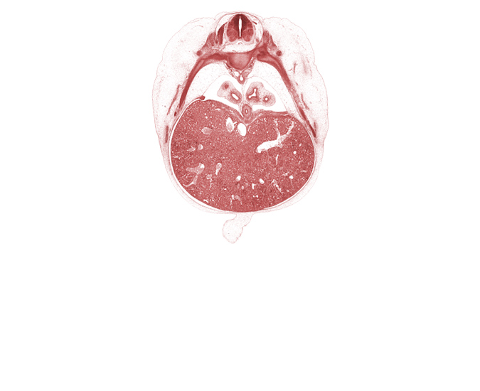 T-7 / T-8 interganglion region, amnion, aorta, dorsal meso-esophagus, ductus venosus, esophagus muscularis, inferior vena cava, pleuroperitoneal opening, rib 8, rib 9, surface ectoderm, umbilical cord