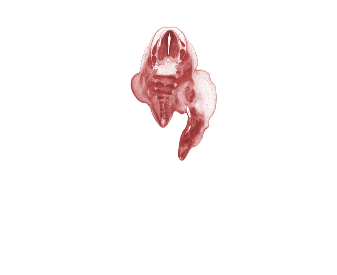 L-4 spinal ganglion, L-5 spinal ganglion, S-1 spinal nerve, S-2 / S-3 intervertebral region, S-2 ventral primary ramus, S-3 / S-4 intervertebral region, S-3 ventral primary ramus, S-4 / S-5 intervertebral region, S-4 ventral primary ramus, S-5 / Co-1 intervertebral region, central canal, foot region, leg region, subarachnoid space, thigh