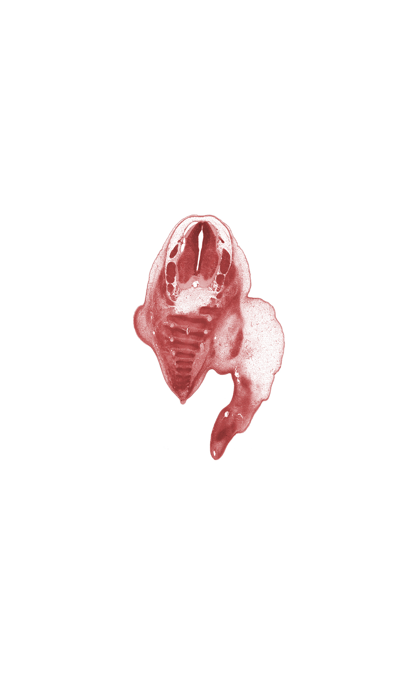 L-5 spinal ganglion, S-1 spinal ganglion, S-2 spinal nerve, S-3 / S-4 intervertebral region, S-3 ventral primary ramus, S-4 / S-5 intervertebral region, S-4 ventral primary ramus, S-5 / Co-1 intervertebral region, S-5 ventral primary ramus, blastema of gluteus maximus muscle, caudal eminence, coccyx, foot ray (metatarsal), notochord, osteogenic layer, plantar surface of foot, subarachnoid space