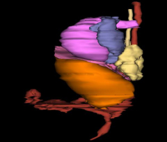 Thorax and Adbomen