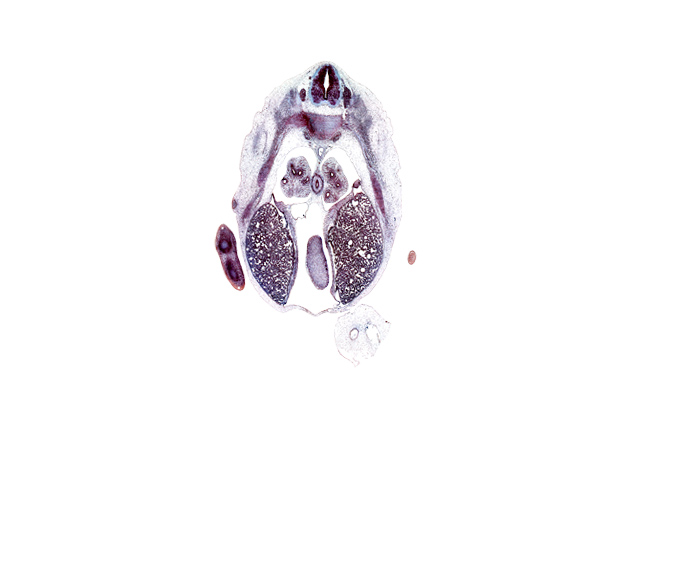 T-6 spinal ganglion, alar plate(s), azygos vein, basal plate, caudal edge of left hand plate, dorsal meso-esophagus, dorsal surface of hand plate, floor plate, inferior vena cava, left lobe of liver, left ventricle, lower lobe of left lung, lower lobe of right lung, mammary gland, mesonephros, pericardial cavity, pericardial sac, pleuropericardial membrane, pulmogenic mesenchyme, rib 7, right lobe of liver, roof plate, sulcus limitans, sympathetic trunk