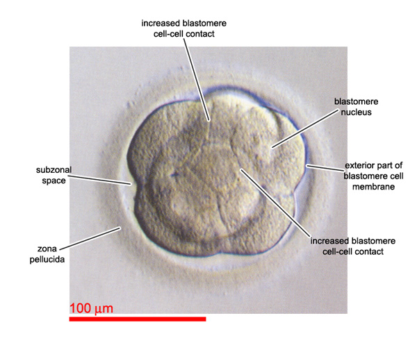 Increased cell-cell contact in a compacting embryo