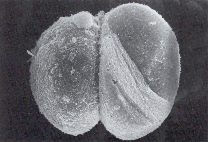 2-cell embryo