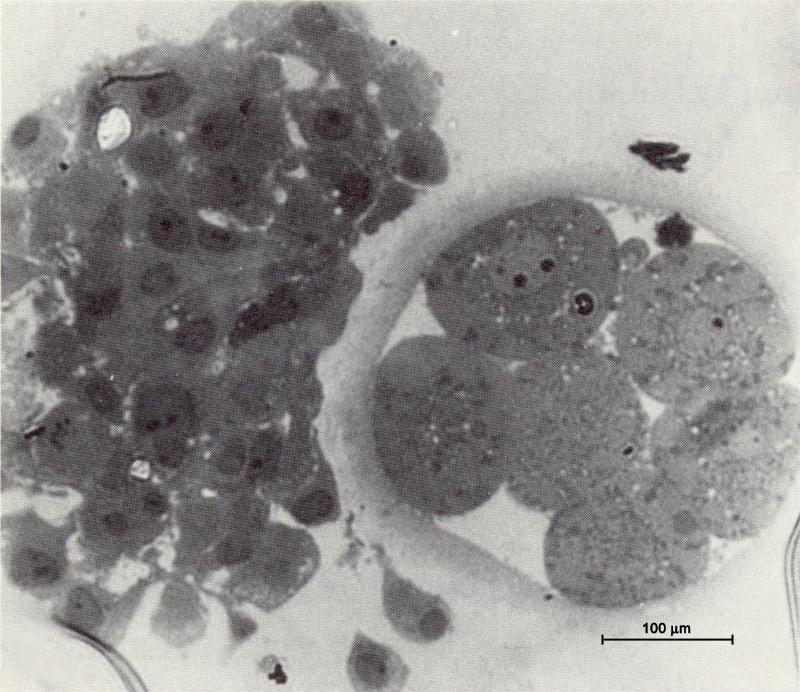 8-cell embryo