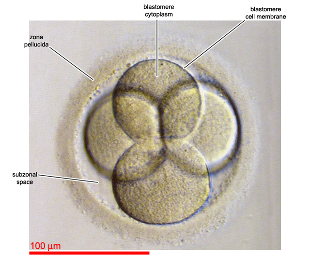 4-cell embryo