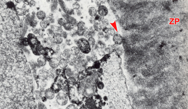 Subzonal space of an 8-cell embryo