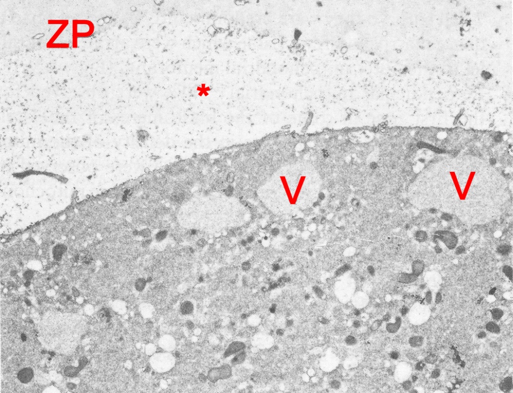 Blastomere periphery of a 7-cell embryo