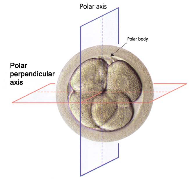 Axes at 4 cells