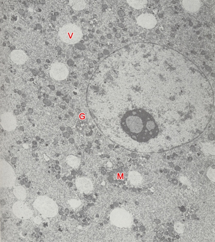 Blastomere of an 8-cell embryo