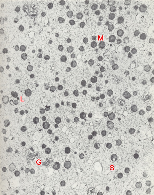 Cytoplasmic organization in a blastomere of a 4-cell embryo