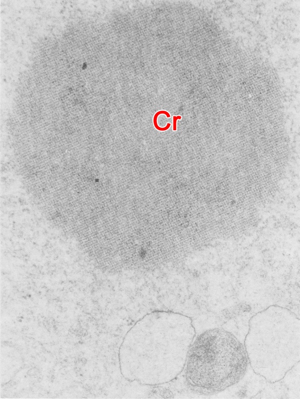 Crystalline inclusions in the cytoplasm of a 16-cell embryo