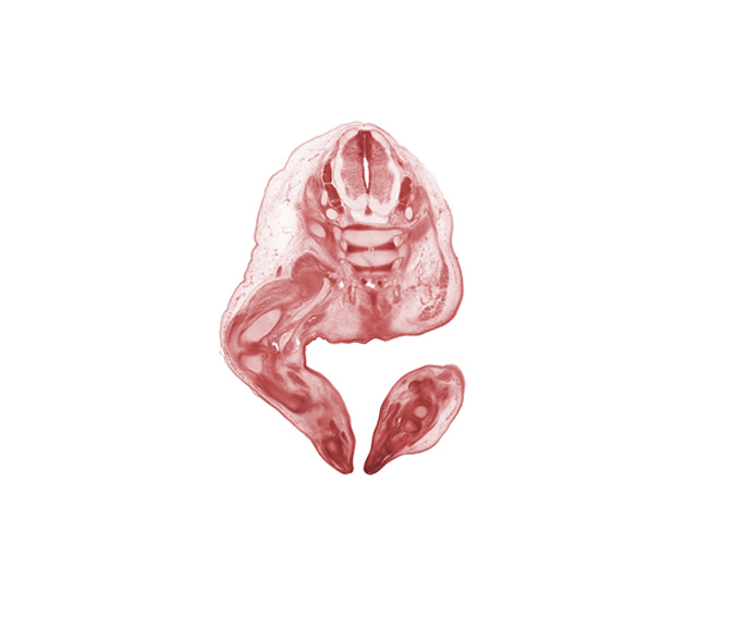 S-1 / S-2 intervertebral region, S-1 spinal ganglion, S-1 spinal nerve, S-2 spinal ganglion, S-2 spinal nerve, S-3 / S-4 intervertebral region, S-3 spinal nerve, anal pit, anal tubercle, blastemata of extensor muscle(s), digital ray, dorsum of foot, knee joint, medial condyle of tibia, neural arch, notochord, plantar surface of foot, sciatic nerve