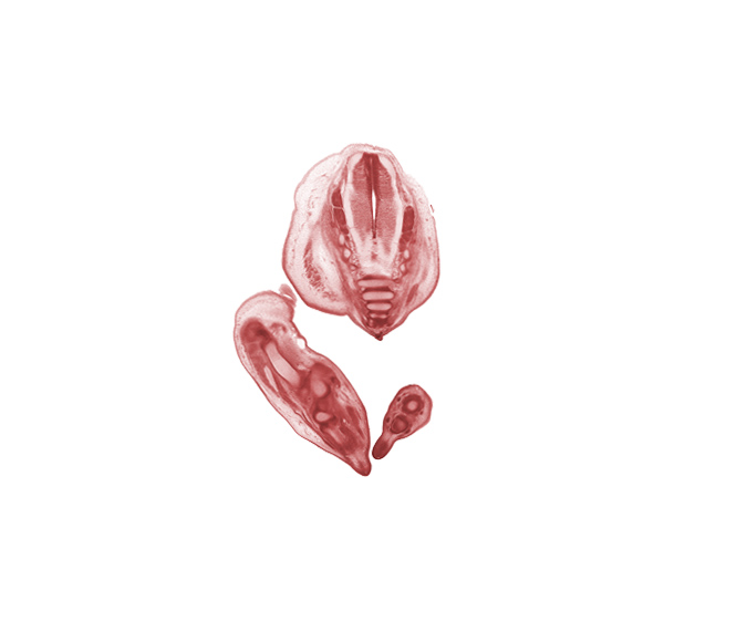 Co-1 spinal nerve, S-3 dorsal root, S-3 spinal ganglion, S-4 / S-5 intervertebral region, S-4 spinal ganglion, S-4 spinal nerve, S-5 / Co-1 intervertebral region, S-5 spinal nerve, blastema of proximal phalynx (foot), caudal eminence, caudal end of filum terminale, central canal, coccyx, common fibular nerve, fibula, gluteus maximus muscle, marginal vein, metatarsal cartilage, tarsal cartilage(s)