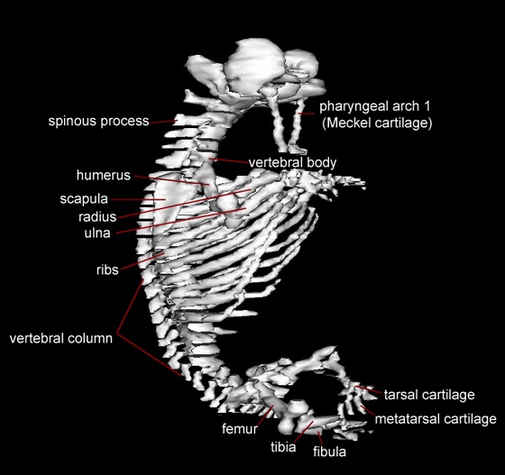 Skeleton - Right Lateral