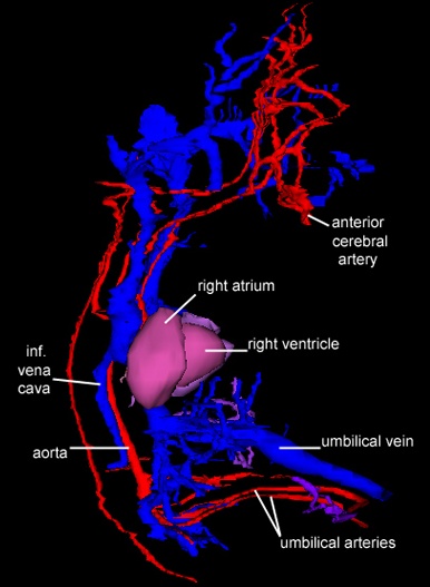 Circulation 