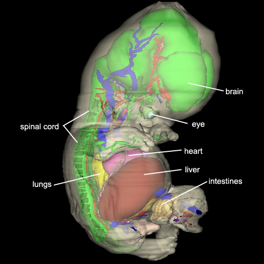 Organs - Left Lateral