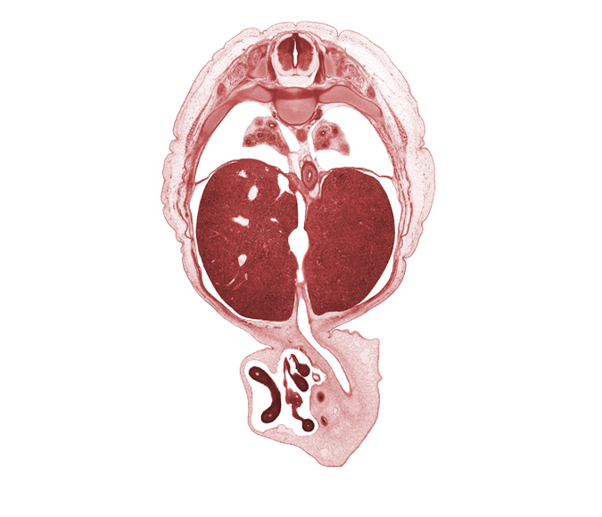 T-8 spinal ganglion, T-8 spinal nerve, anterior gastric nerve (CN X), aorta, central canal, distal limb of herniated midgut, ductus venosus, esophageal hiatus, inferior vena cava, intermediate zone, left lobe of liver, lower hemi-azygos vein, lower lobe of left lung, lower lobe of right lung, marginal zone, neural arch, peritoneal cavity, posterior gastric nerve (CN X), proximal limb of herniated midgut, rib 9, right lobe of liver, umbilical vein, umbilical vesicle stalk, ventricular zone