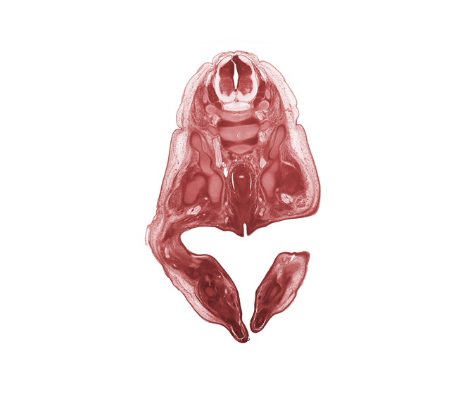 L-3 spinal ganglion, L-4 spinal ganglion, caudal edge of vaginal vestibule, dorsal surface of foot, gluteus maximus muscle, hamstring muscles, ilium, inferior gluteal muscle, ischium, labium minor, notochord, pelvic plexus, plantar surface of foot, pudendal nerve, rectum, sciatic nerve, subarachnoid space