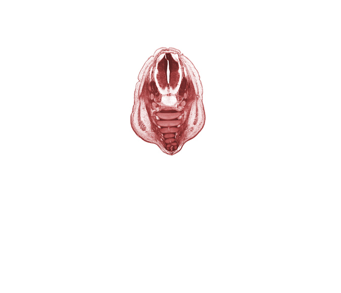 S-1 spinal ganglion, S-2 ventral primary ramus, anterior spinal artery, central canal, coccyx, filum terminale, gluteus maximus muscle, neural arch of S-2 vertebra, notochord, osteogenic layer, subarachnoid space