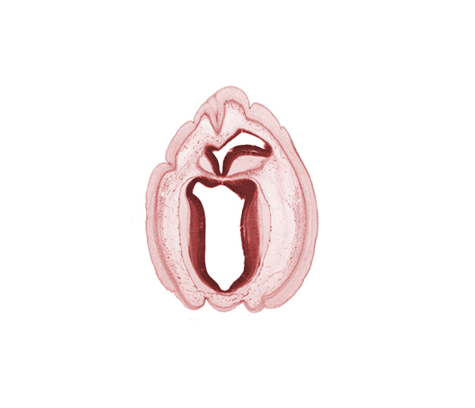 cerebral aqueduct (longitudinal section), osteogenic layer, rhombencoel (fourth ventricle), subarachnoid space