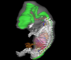 Internal Anatomy